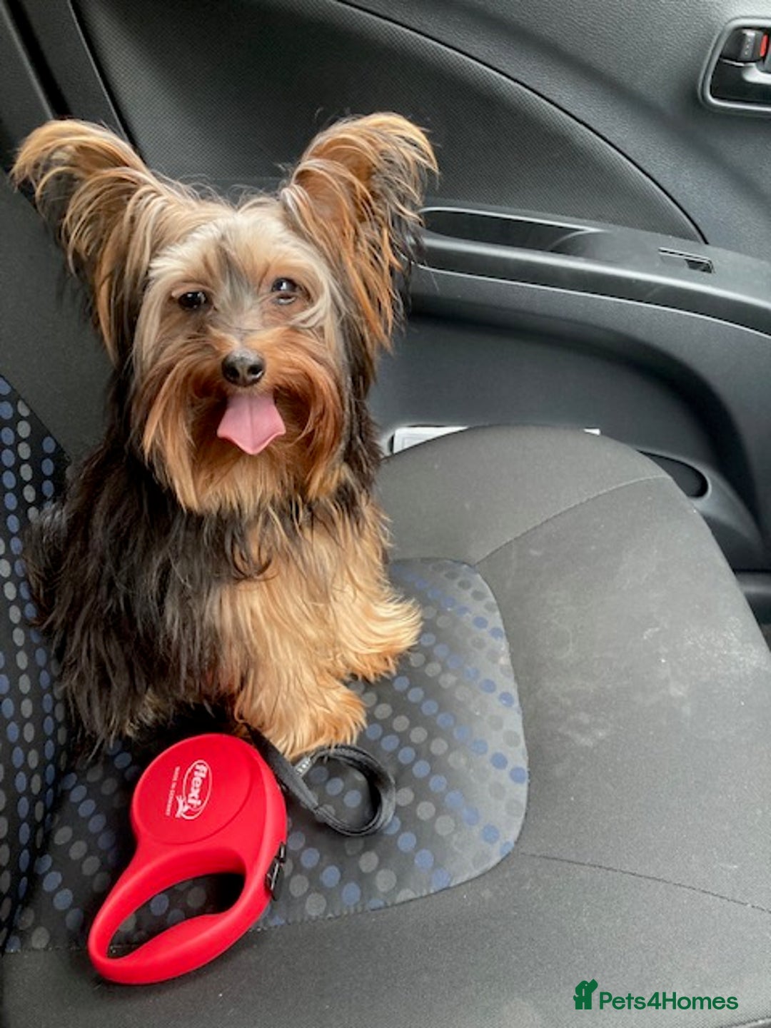 Yorkshire Terrier dogs for sale: Maxi  - Advert 4