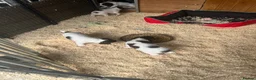 English Springer Spaniel dogs for sale: KC Springer Spaniel Pups - Advert 15