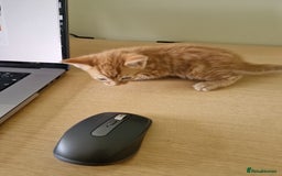 Mixed Breed cats for sale: 2 Ginger Boys, 1 Tabby Girl. Donate to charity - Image 11