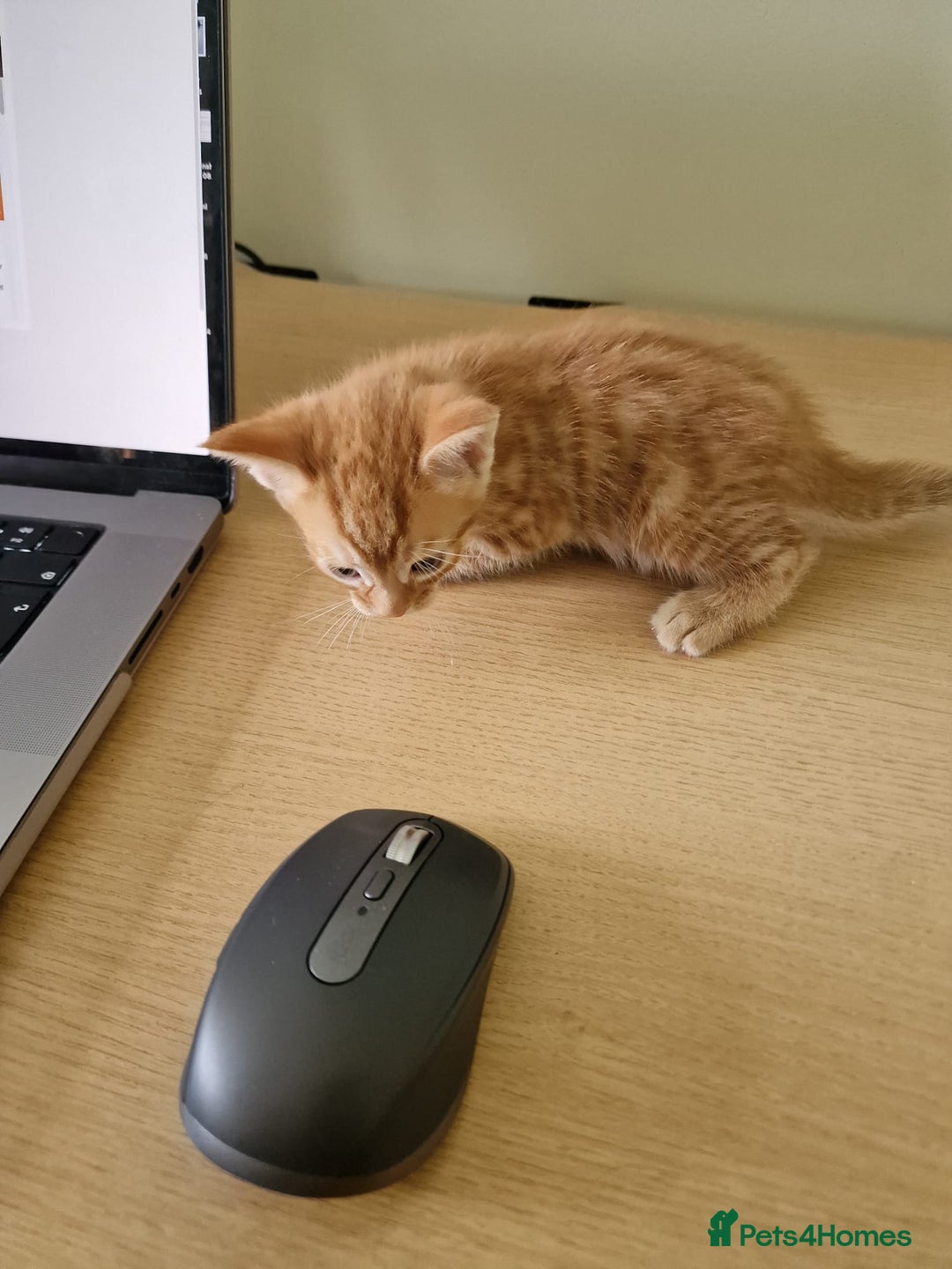 Mixed Breed cats for sale: 2 Ginger Boys, 1 Tabby Girl. Donate to charity - Image 11