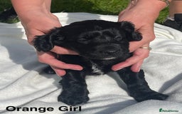 Cockapoo dogs for sale: *READY NOW* F1b Cockapoo Puppies  in Stockton-on-Tees - Image 5