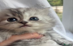 Persian cats for sale: Persian Ragdoll Kittens  - Image 12