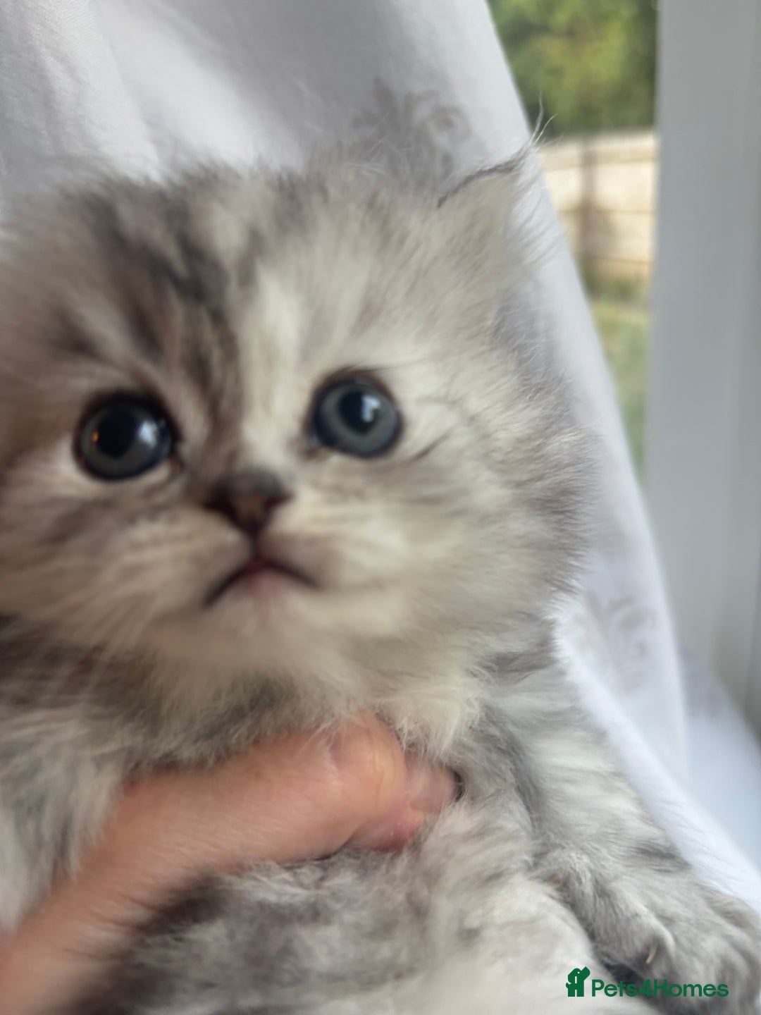 Persian cats for sale: Persian Ragdoll Kittens  - Image 12