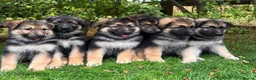 German Shepherd dogs for sale: Pedigree German shepherd puppies  in Ashford - Advert 6