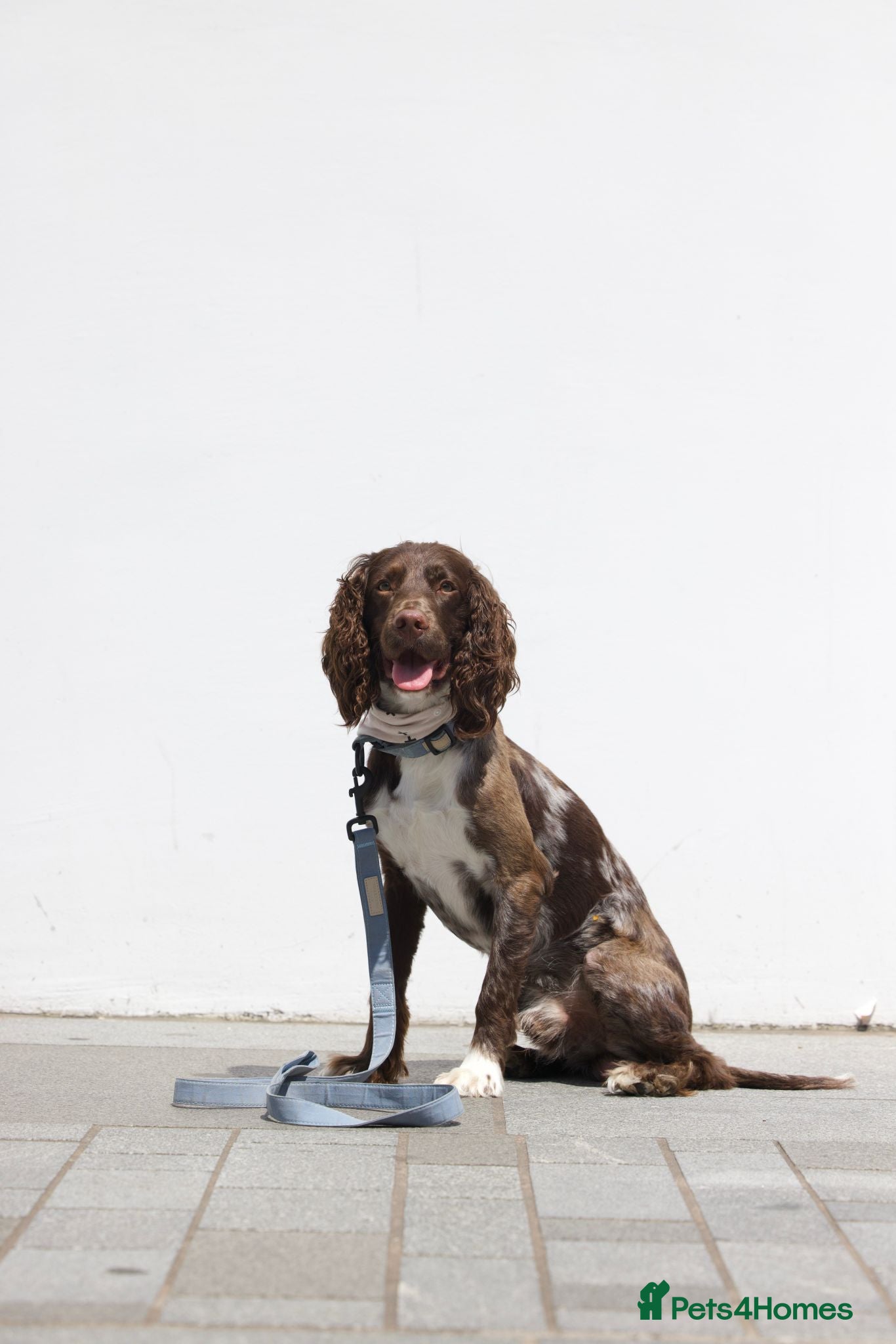 Sprocker dogs 2 year old brown merle Sprocker for stud - Advert 1