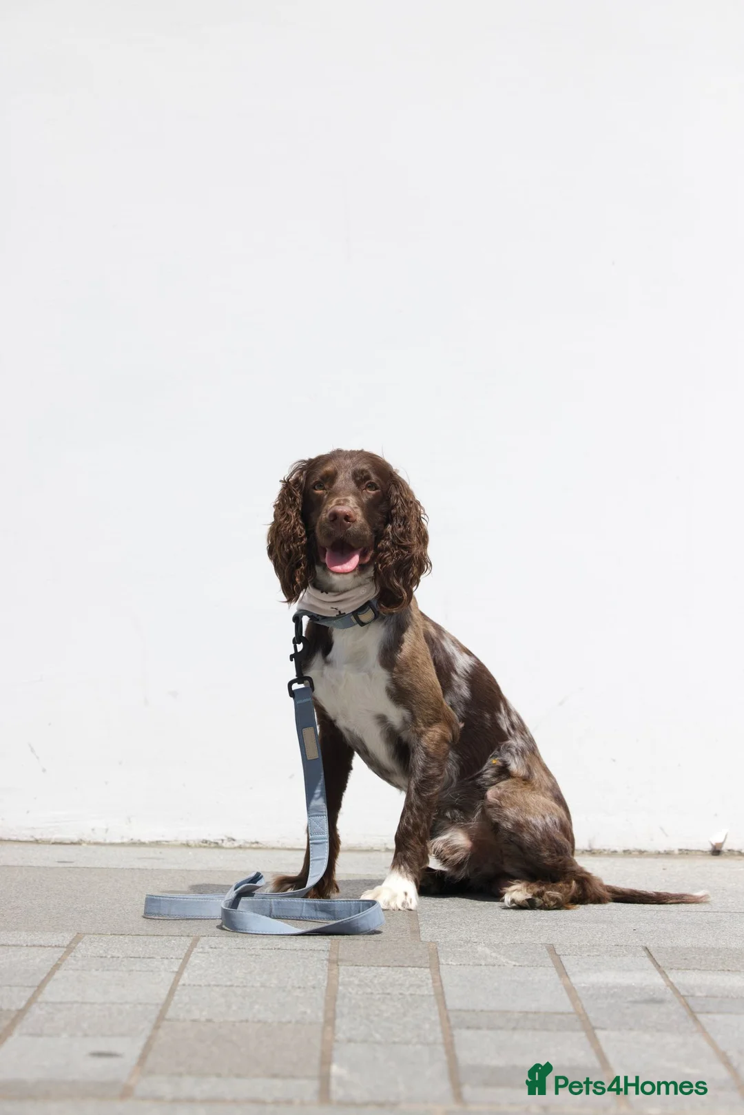 Sprocker dogs for stud: 2 year old brown merle Sprocker for stud - Advert 1