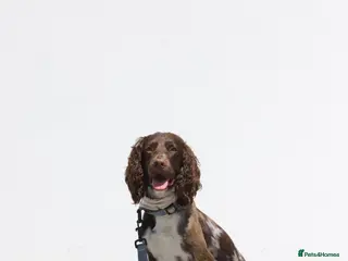 Sprocker dogs 2 year old brown merle Sprocker for stud - Advert 1