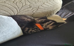 Domestic Shorthair cats for sale: 5 stunning tabby kittens  - Image 5