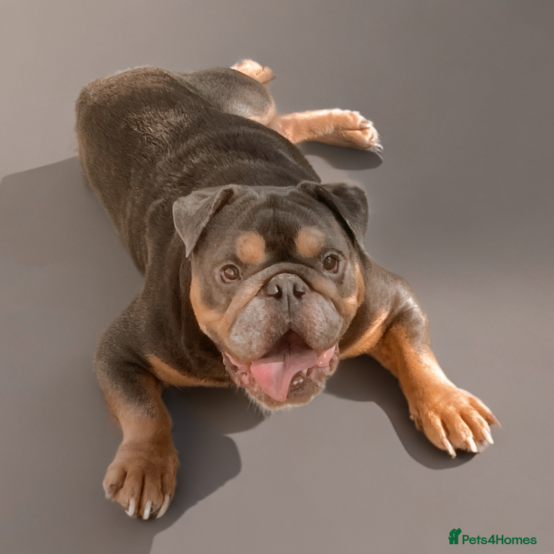 English Bulldog dogs for sale: FOR SALE amazing English bulldog stud dog - Image 5