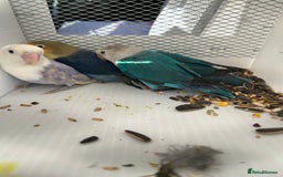 Lovebirds birds for sale: Various Baby Fishers Lovebirds - Image 4
