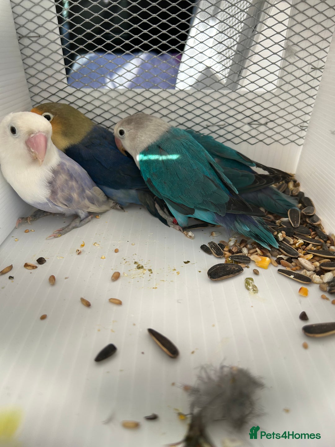 Lovebirds birds for sale: Various Baby Fishers Lovebirds - Image 4