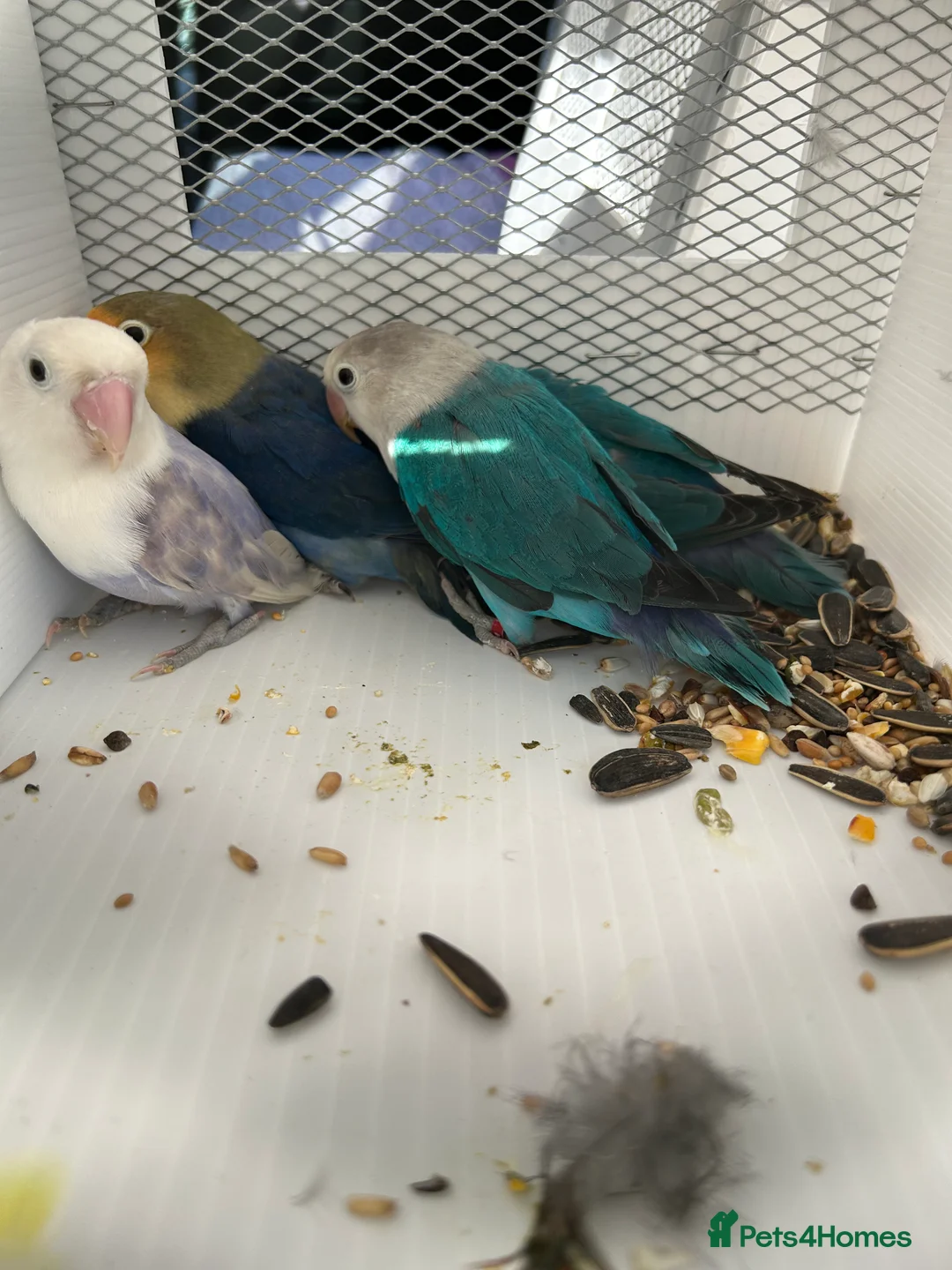 Lovebirds birds for sale: Various Baby Fishers Lovebirds - Advert 7