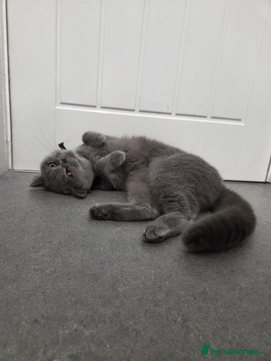 British Shorthair cats for sale: Queen for sale. in Rugby - Advert 6