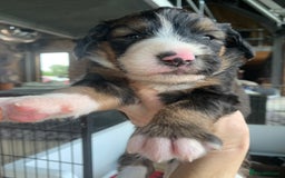 Bernedoodle dogs for sale: F1 Standard Bernedoodle Puppies LN8 - Image 19