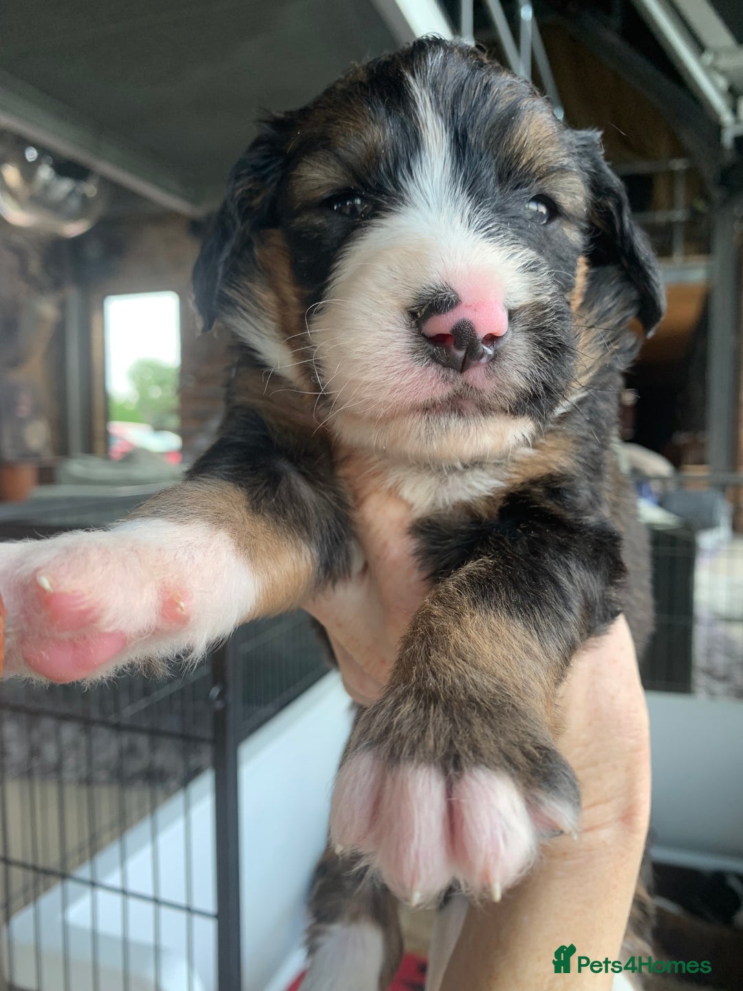 Bernedoodle dogs for sale: F1 Standard Bernedoodle Puppies LN8 - Image 19
