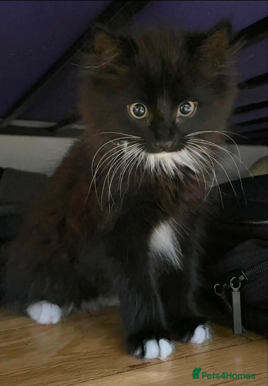 Mixed Breed cats Rescue kitten luna needs a home of her own - Advert 1
