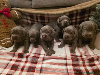 Labrador Retriever dogs Silver Labrador Puppies For Sale - Advert 5