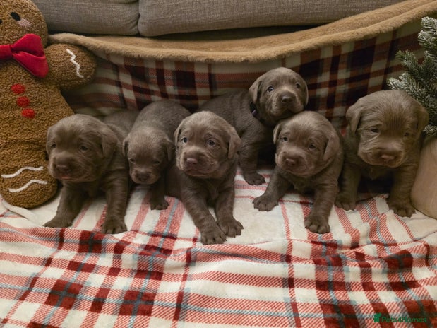 Labrador Retriever dogs Silver Labrador Puppies For Sale - Advert 1