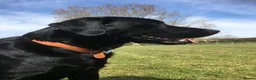 Labrador Retriever dogs for stud: Five Gen Pedigree Labrador for Stud - Advert 4