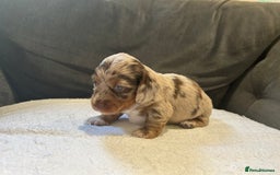 Miniature Dachshund dogs for sale: Stunning Kc Reg Long Hair Mini Dachshund puppies  - Image 13