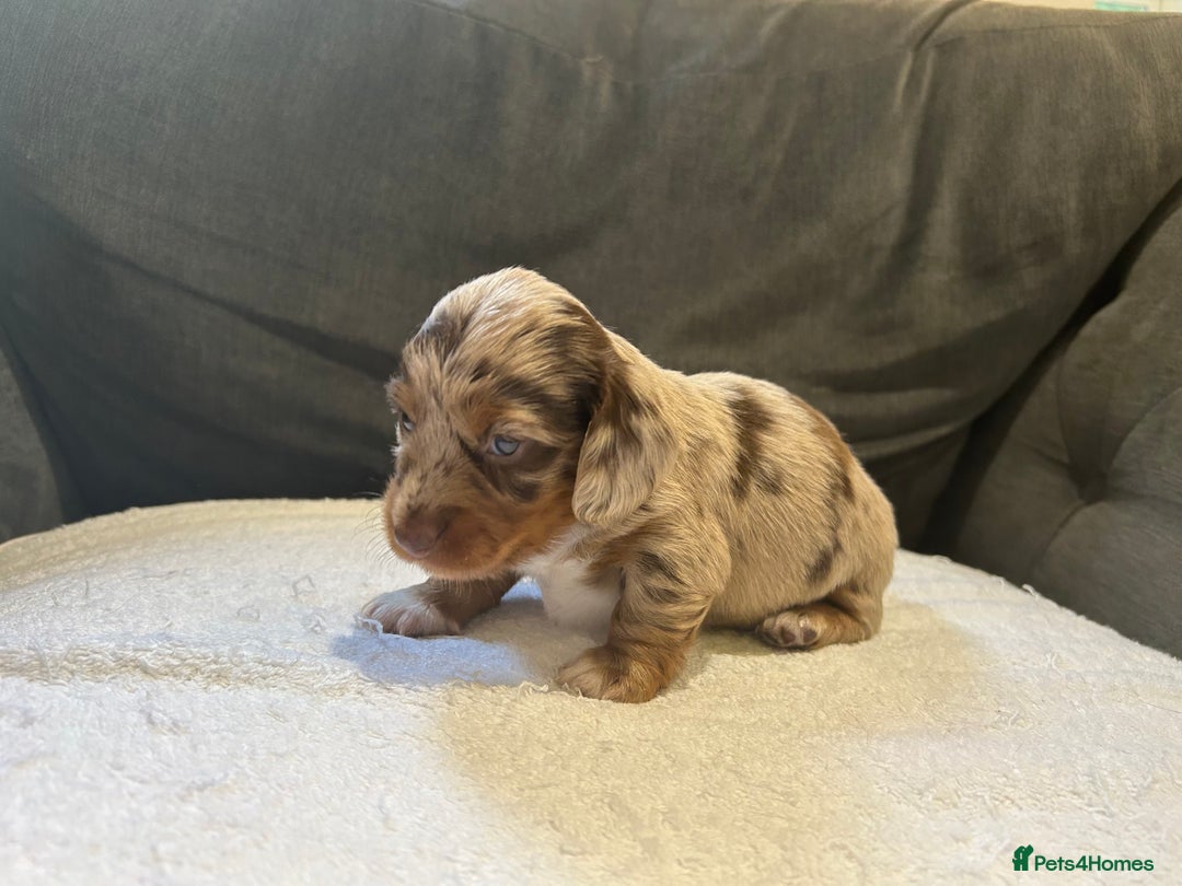 Miniature Dachshund dogs for sale: Stunning Kc Reg Long Hair Mini Dachshund puppies  - Image 13