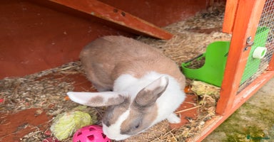 Dutch rabbits - Advert 8