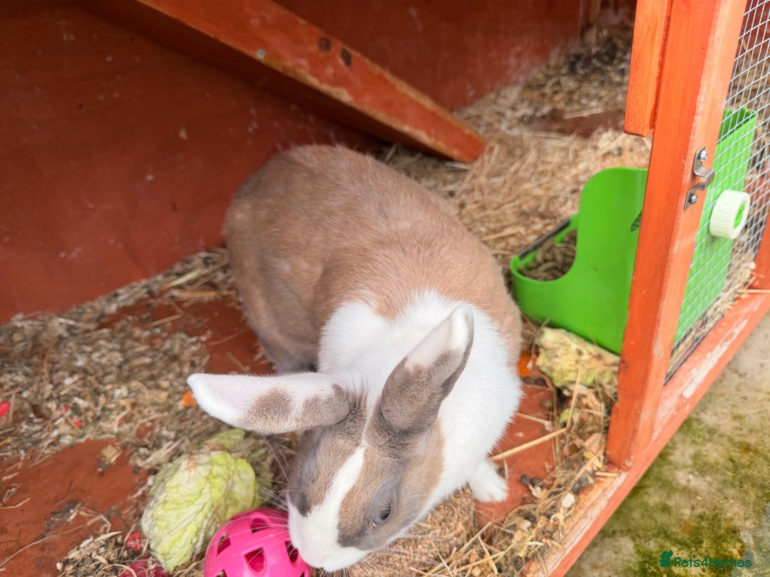 Dutch rabbits for sale: Cute and Friendly Bunny for Sale - Image 3
