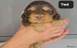 Cocker Spaniel dogs for sale: Exceptional Pedigree Kc Champion Show Cockers - Image 15