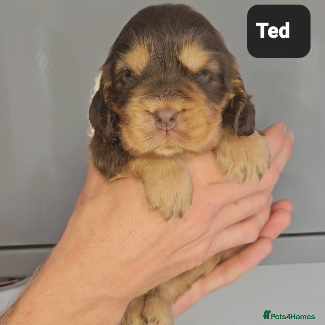 Cocker Spaniel dogs for sale: Exceptional Pedigree Kc Champion Show Cockers - Image 15