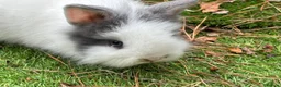 Lionhead rabbits for sale: Double main lionhead baby rabbits  in Cannock - Advert 9