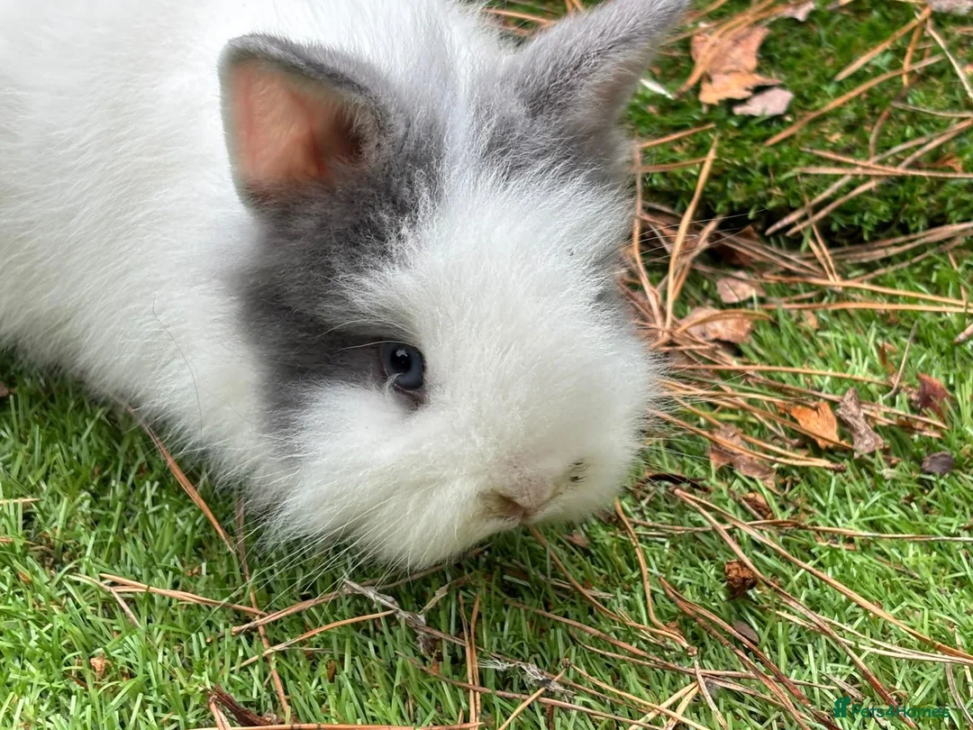 Lionhead rabbits for sale: Double main lionhead baby rabbits  in Cannock - Advert 9