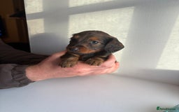 Miniature Dachshund dogs for sale: Miniature long haired dachshund puppies - Image 11