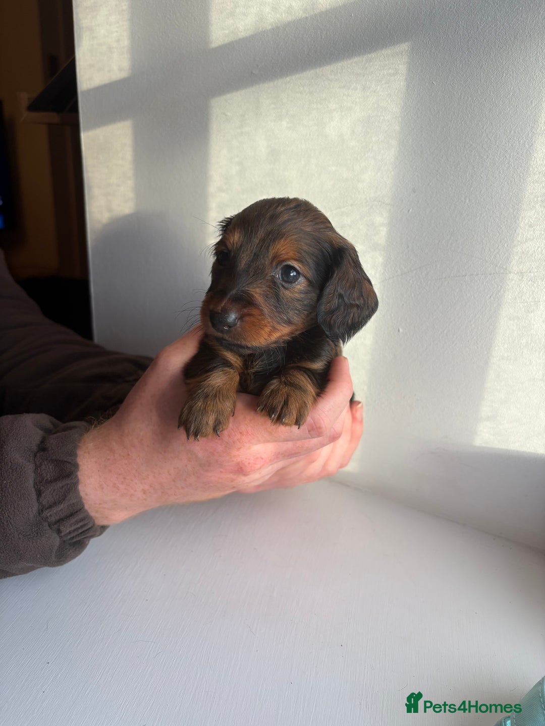 Miniature Dachshund dogs for sale: Miniature long haired dachshund puppies - Image 11