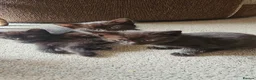 Mixed Breed cats for sale: X 3 British blue Bengal Kittens  - Advert 2