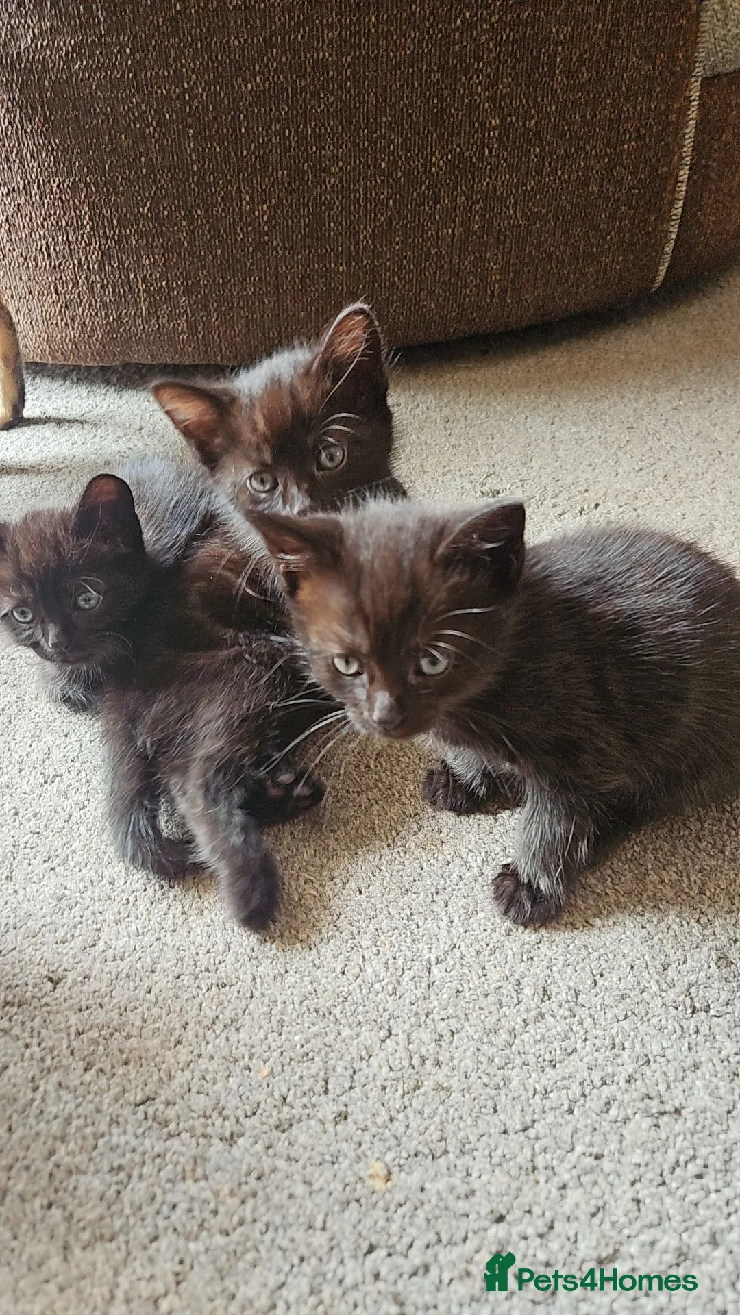 Mixed Breed cats for sale: X 3 British blue Bengal Kittens  - Advert 2