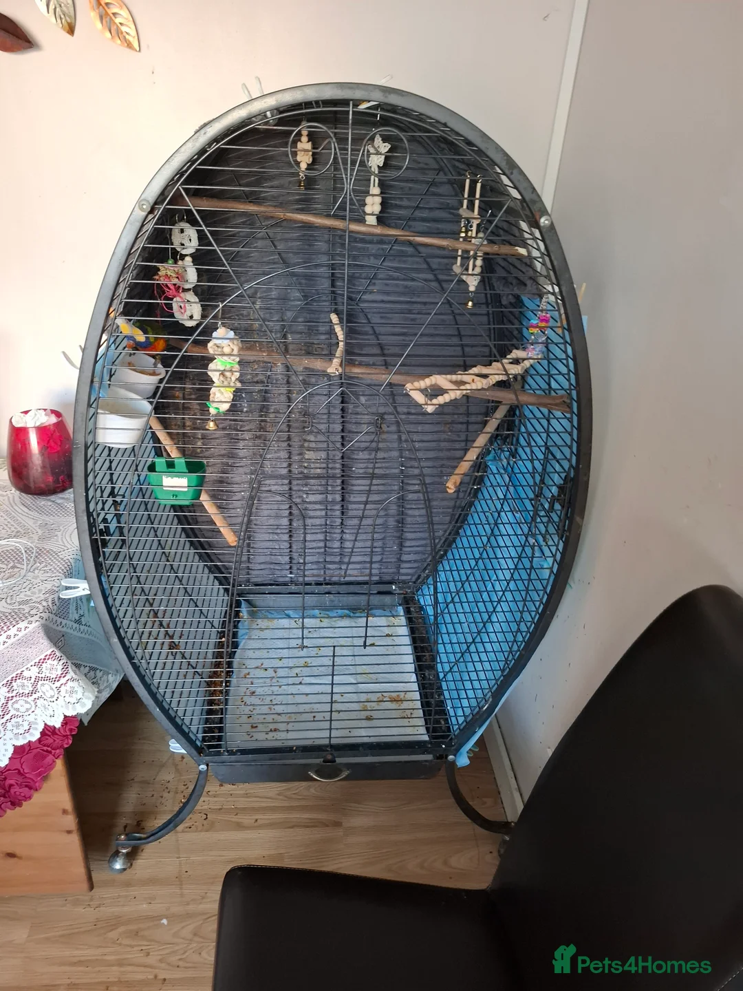 Lorikeets birds for sale: Lorikeet  - Advert 7