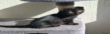 Mixed Breed 1