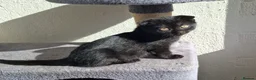 Mixed Breed cats for sale: 2 beautiful Kittens Looking for Loving Homes - Advert 3