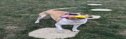 Mixed Breed dogs for sale: Beautiful and loving Cretan Hound cross  - Advert 6