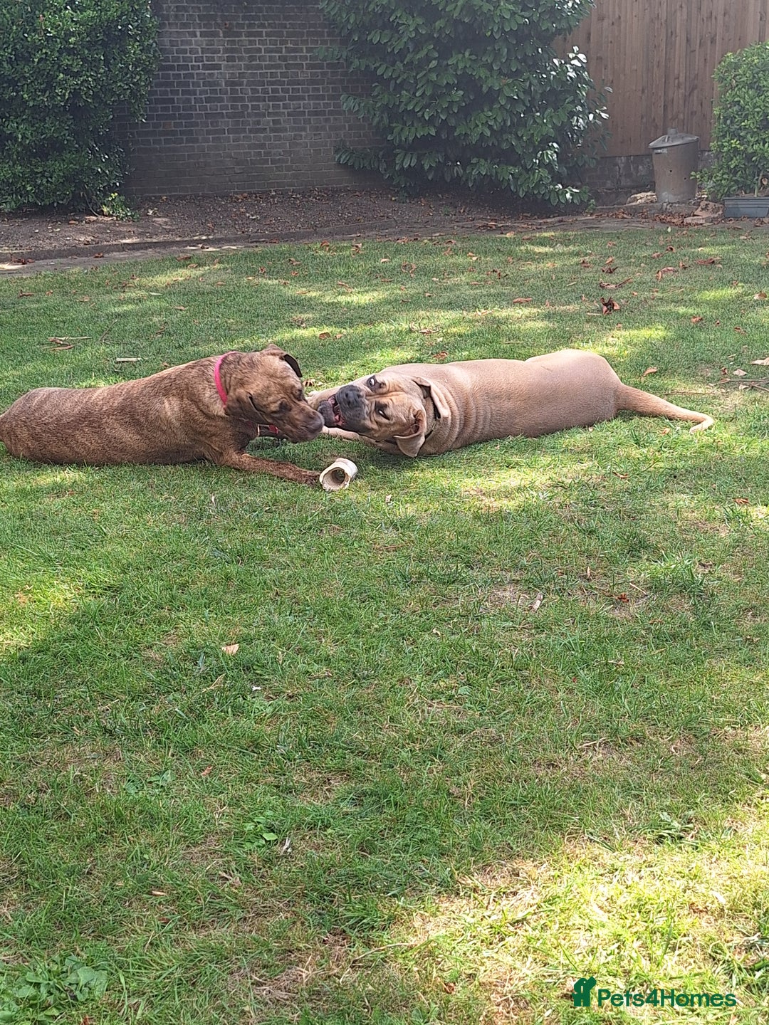 Mixed Breed dogs for sale: Cane corso mixed (ghost) - Image 2