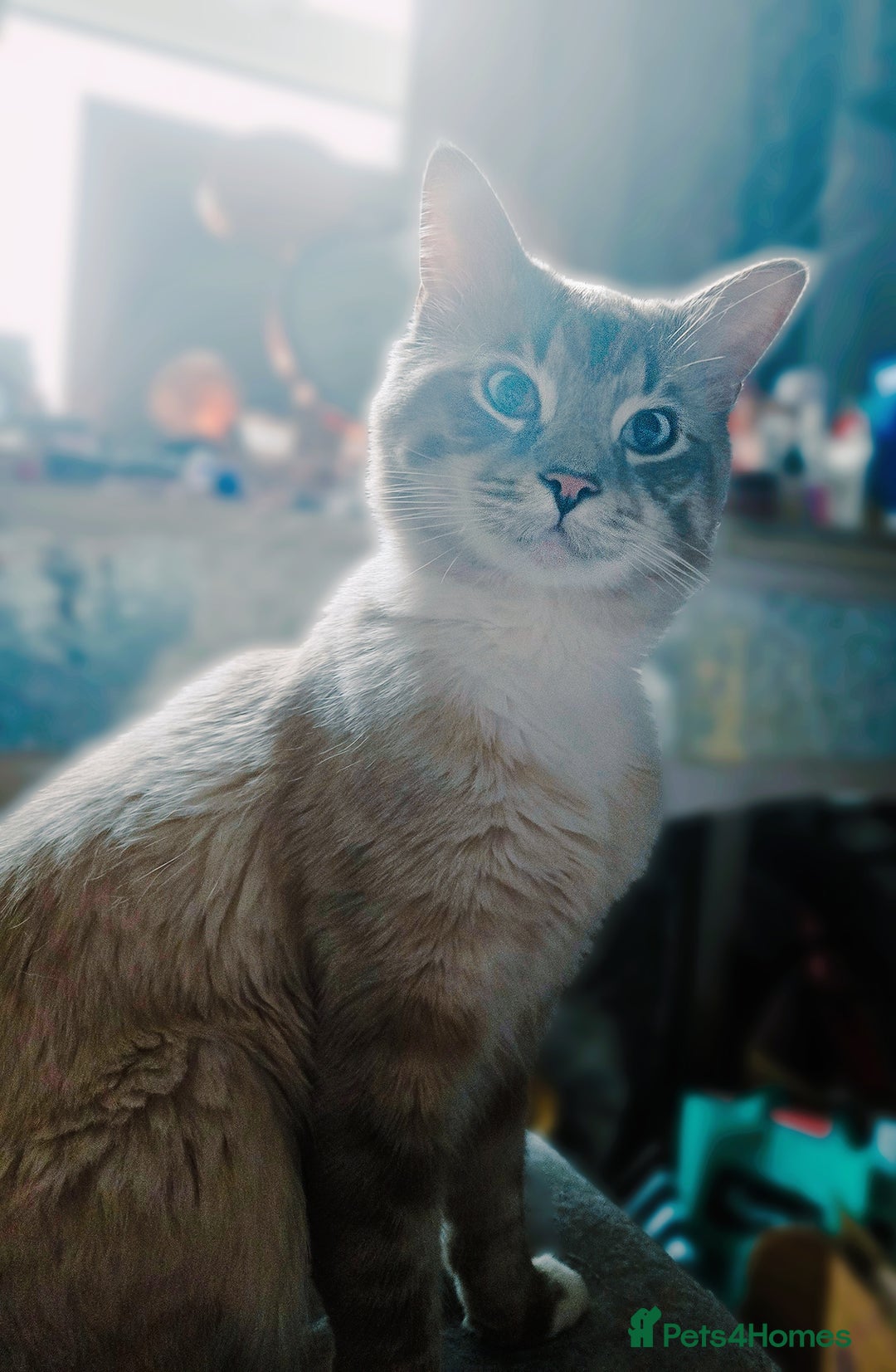Ragdoll cats for sale: Beautiful purebred mitted ragdoll kittens - Image 19
