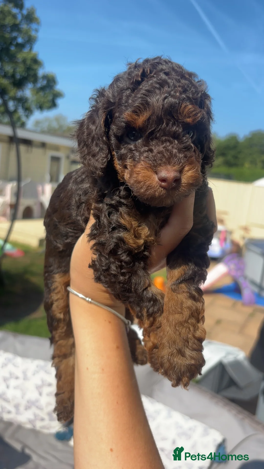 Cockapoo dogs for sale: Cockapoo puppies  - Advert 2