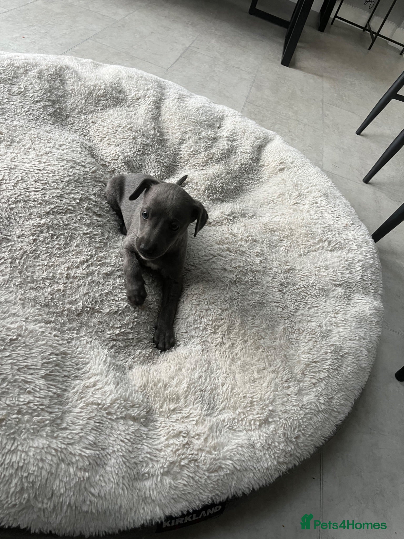 Whippet dogs Stunning Solid Blue KC Registered Whippets! - Advert 2