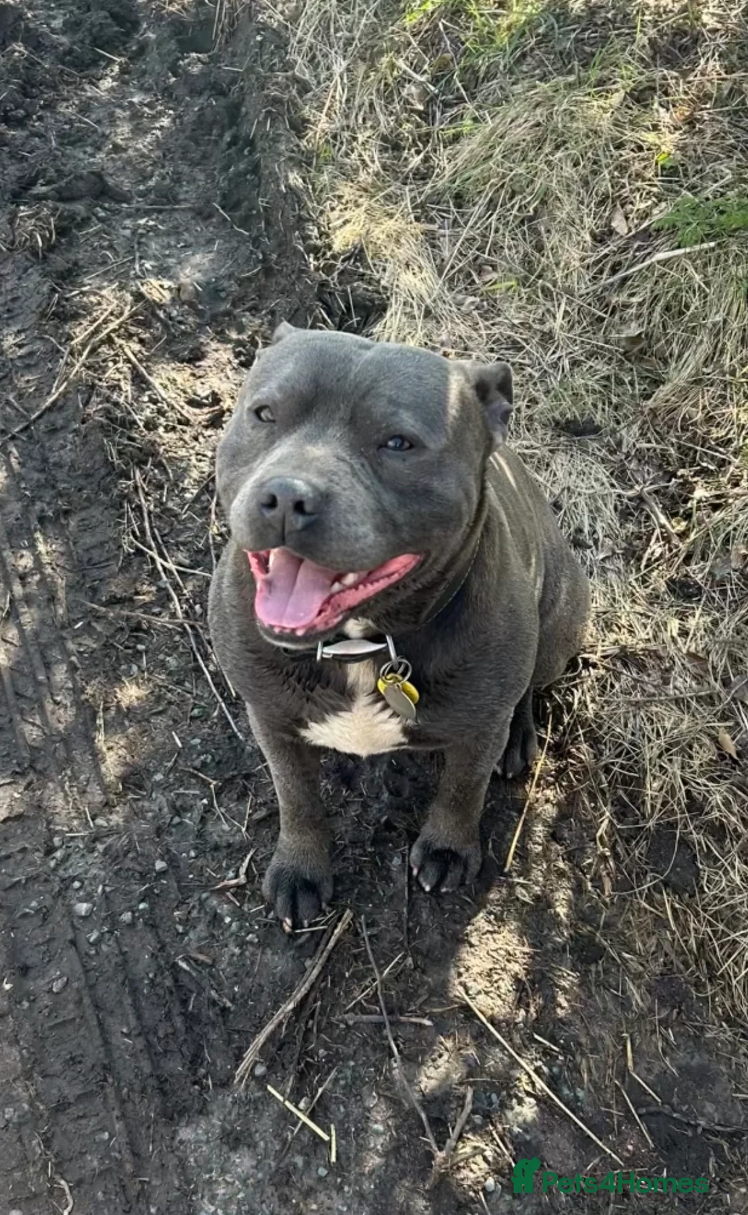 Staffordshire Bull Terrier dogs for stud: Blue Staffordshire Bull Terrier - Advert 2