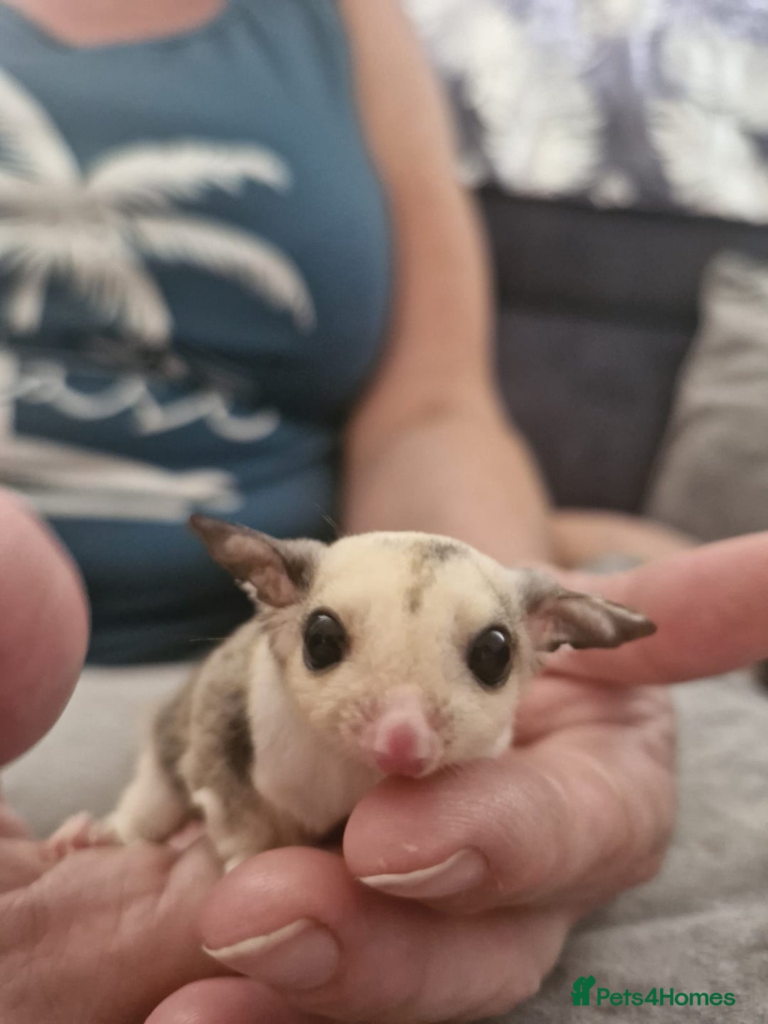 Sugar Glider rodents for sale: Breeding pair of  sugar gliders ready 13th sept   - Image 30