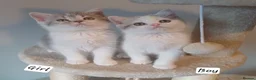 British Shorthair cats for sale: Ready to leave! 🐱 - Advert 12