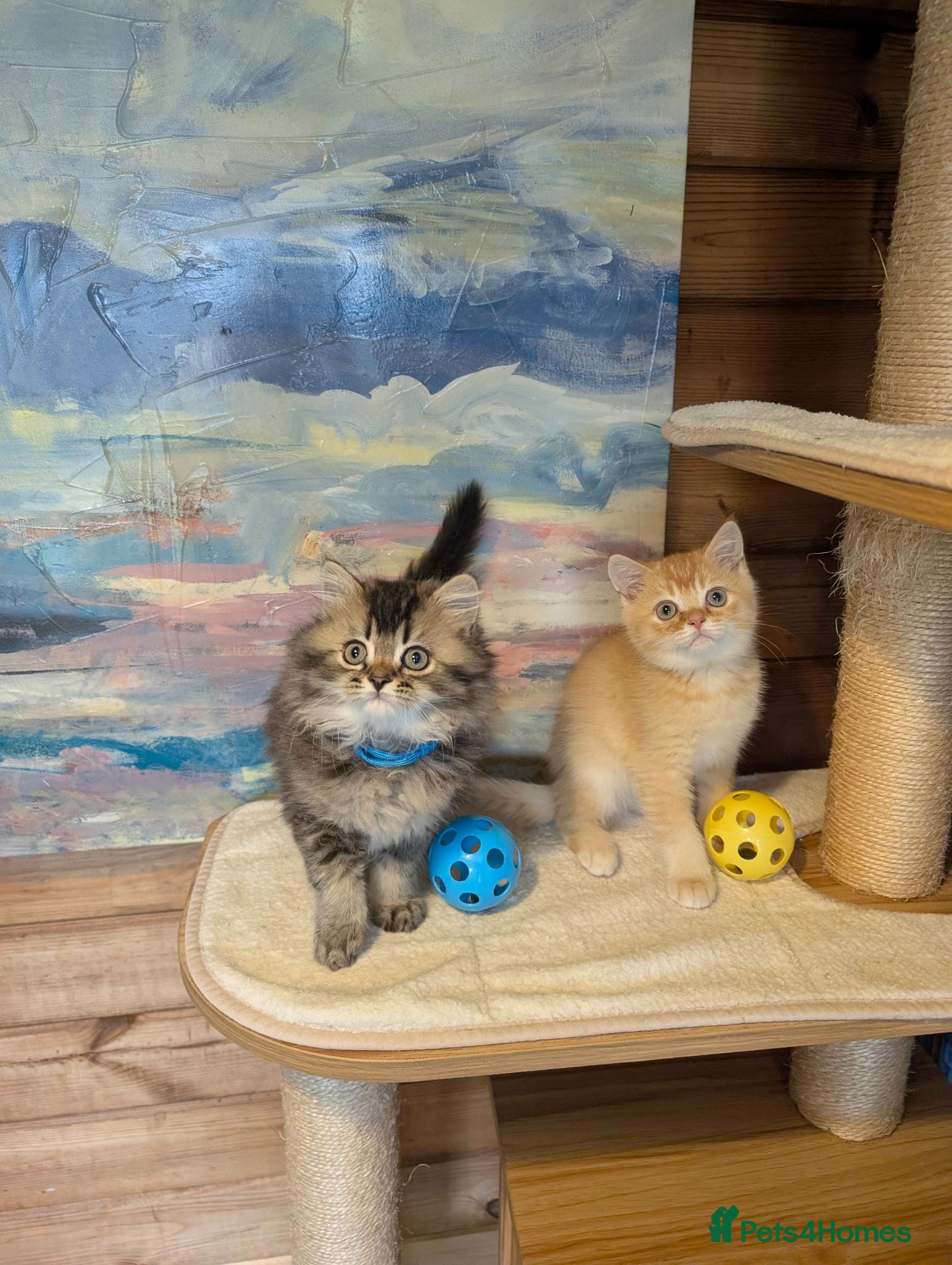 Scottish Fold cats ⭐ Ready Now Scottish straight kittens  ⭐ - Advert 2
