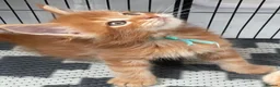 Maine Coon cats for sale:  GORGEOUS MAINE COON KITTENS  in Basingstoke - Advert 7