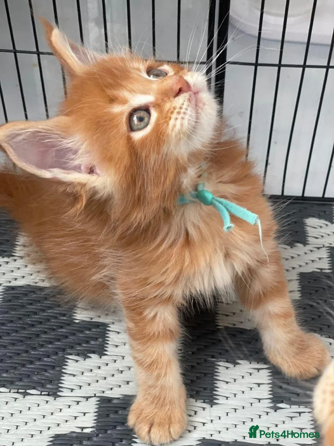 Maine Coon cats for sale:  GORGEOUS MAINE COON KITTENS  in Basingstoke - Advert 7