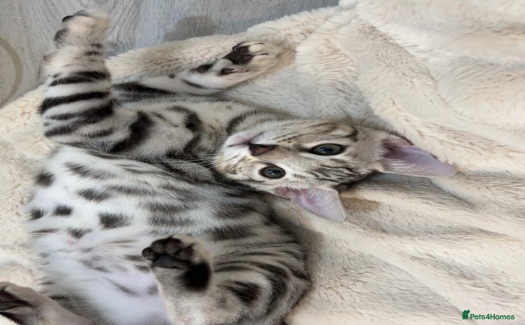 Bengal cats 🌟pedigree bengal kittens🌟 - Advert 3